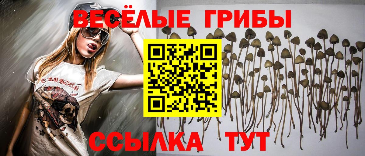 Галлюциногенные грибы Psilocybe  Вход с VPN  Алексеевка 