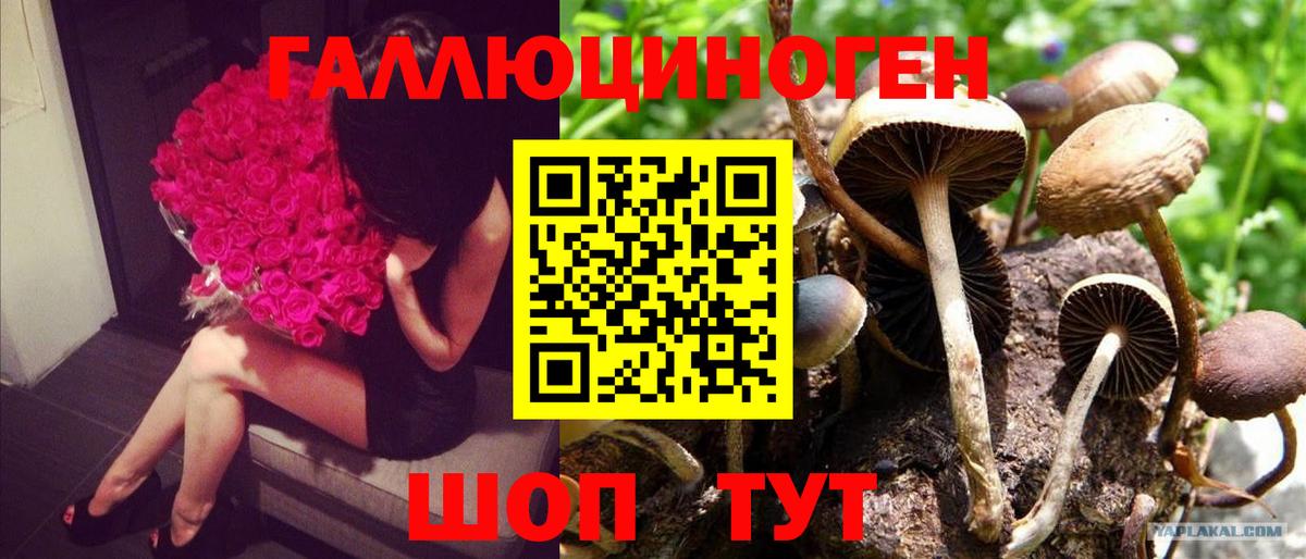 Галлюциногенные грибы Psilocybe Алексеевка